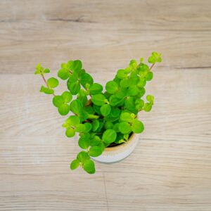 peperomia-rotundifolia-baby