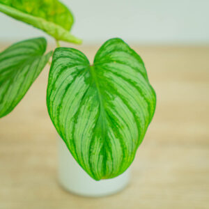 philodendron-mamei-silver