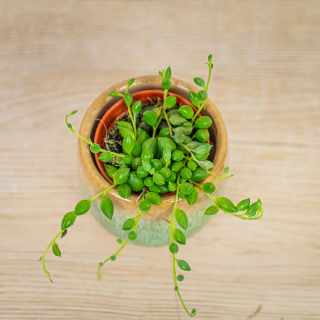 senecio-herreianus-starzec senecio-herreianus-starzec