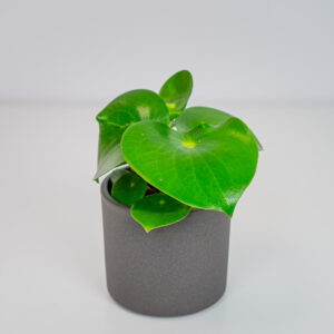 Peperomia raindrop