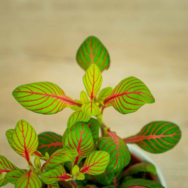 fittonia-fortissimo-bubble-green fittonia-fortissimo-bubble-green