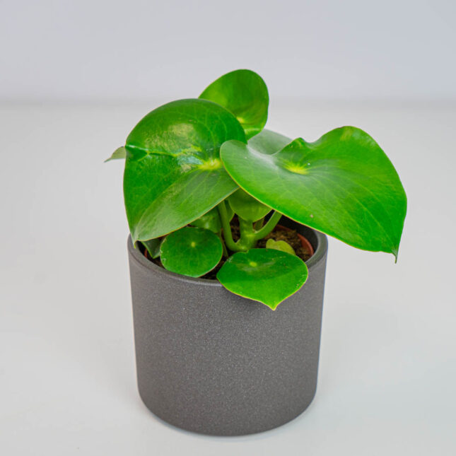 Mała Szklarnia Mała Szklarnia