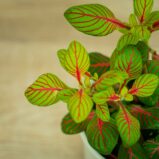 fittonia-fortissimo-bubble-green