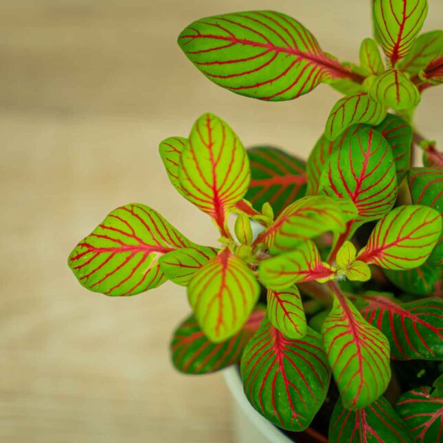 fittonia-fortissimo-bubble-green fittonia-fortissimo-bubble-green