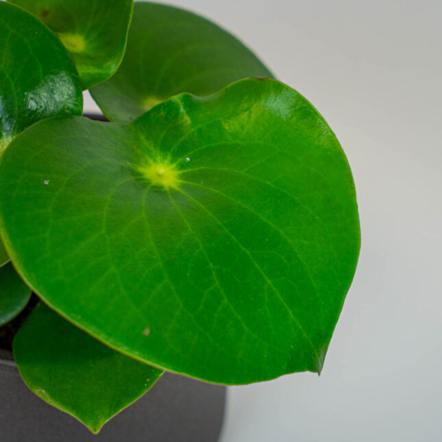 Mała Szklarnia Mała Szklarnia