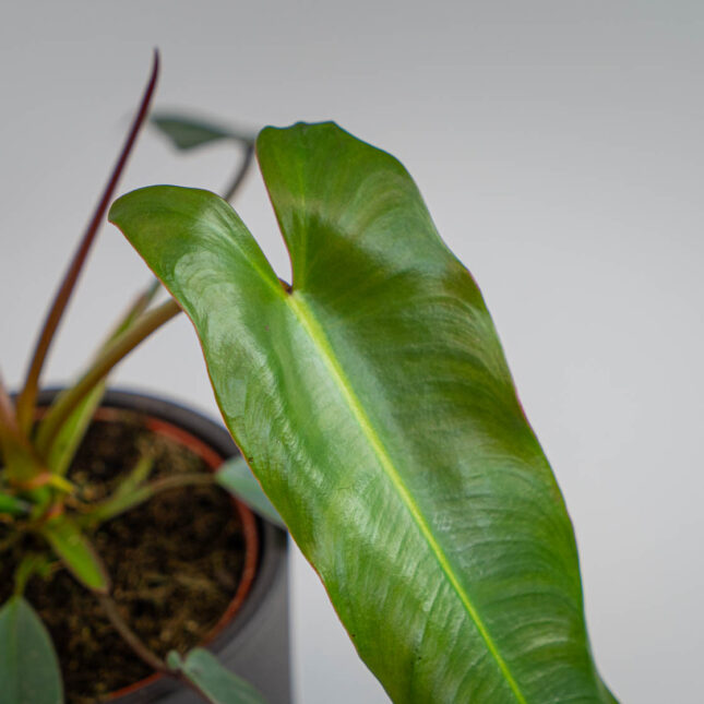 Mała Szklarnia Mała Szklarnia