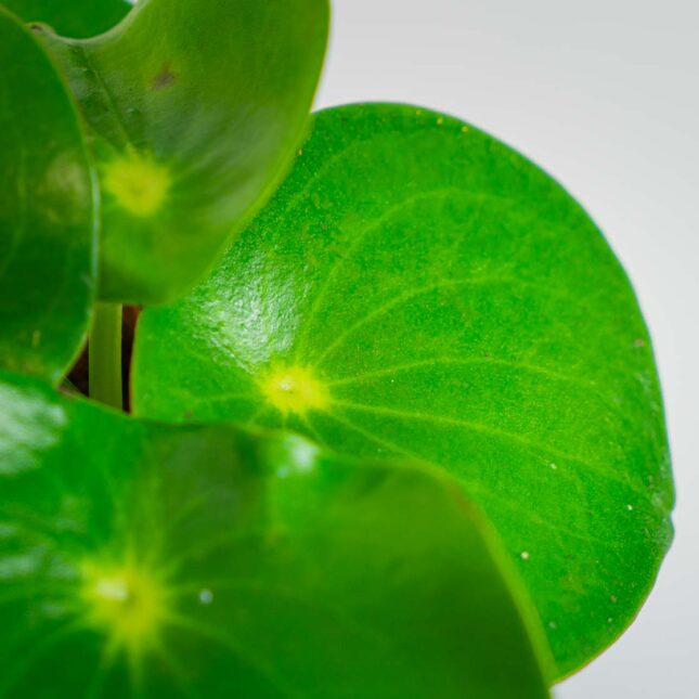 Mała Szklarnia Mała Szklarnia