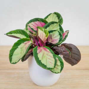 calathea-roseopicta-rosy