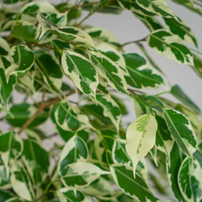 Mała Szklarnia Mała Szklarnia