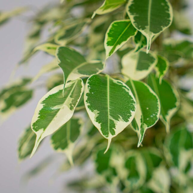 Mała Szklarnia Mała Szklarnia