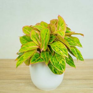 aglaonema-salmon-fantasy-golden-papaya