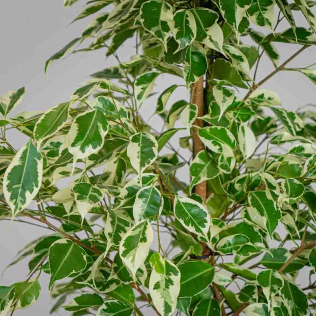 Mała Szklarnia Mała Szklarnia