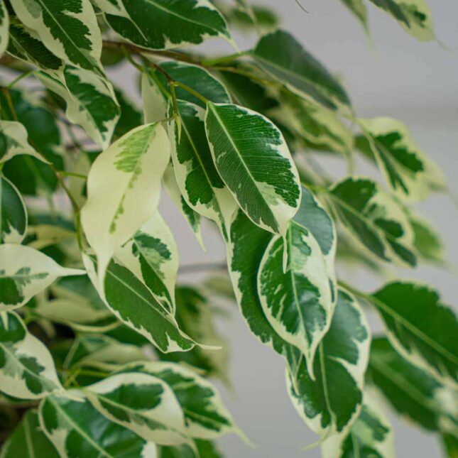 Mała Szklarnia Mała Szklarnia