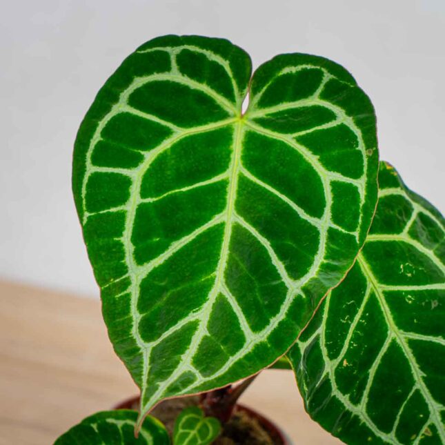 anthurium-crystallinum anthurium-crystallinum