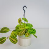 Maranta mix (tricolor oraz lemon lime)