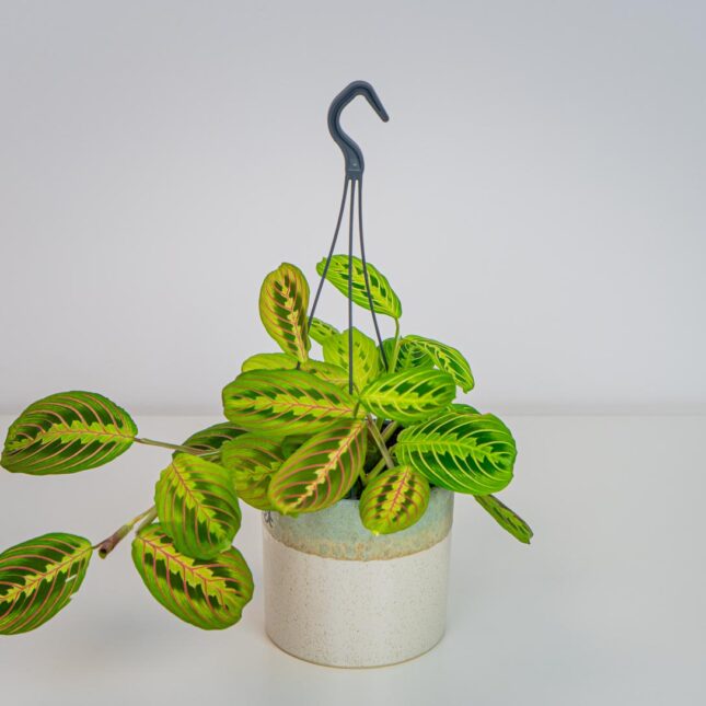 Maranta mix (tricolor oraz lemon lime)