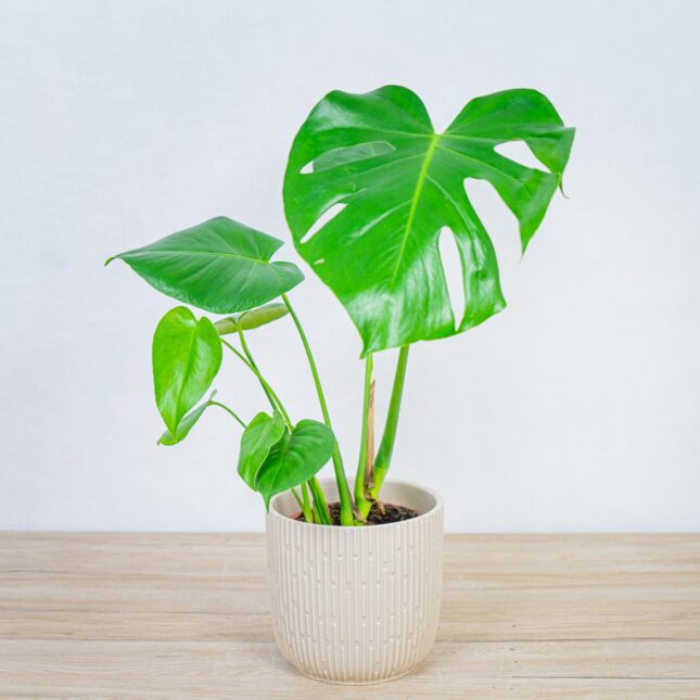 osłonka-boho-labirynt osłonka-boho-labirynt