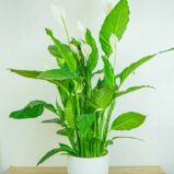 skrzydlokwiat-sweet-lauretta-spathiphyllum