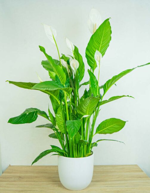 skrzydlokwiat-sweet-lauretta-spathiphyllum