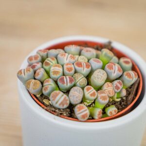 Lithops-zywe-kamienie