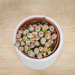 Lithops-zywe-kamienie