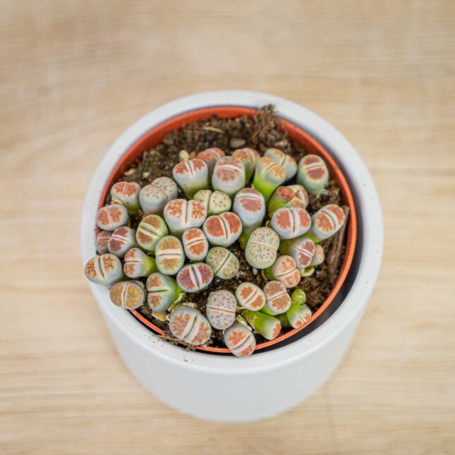 Lithops-zywe-kamienie Lithops-zywe-kamienie
