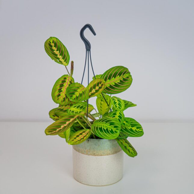 Mała Szklarnia Mała Szklarnia