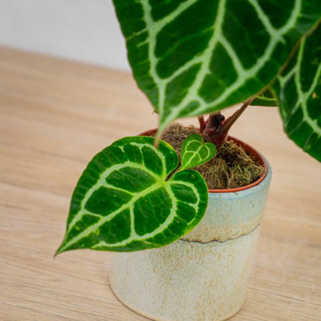 anthurium-crystallinum anthurium-crystallinum