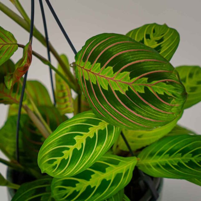 Mała Szklarnia Mała Szklarnia