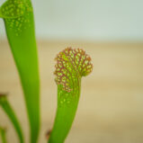 Kapturnica-białolistna-sarracenia-leucophylla