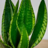 sansevieria-trifasciata-silver-flame