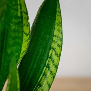 sansevieria-trifasciata-silver-flame