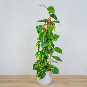 philodendron-scandens-brasil-na-paliku