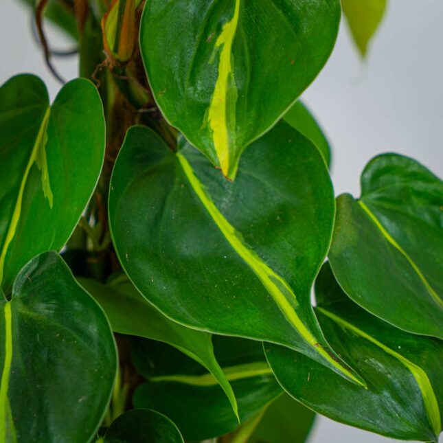 philodendron-scandens-brasil-na-paliku philodendron-scandens-brasil-na-paliku