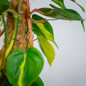 philodendron-scandens-brasil-na-paliku