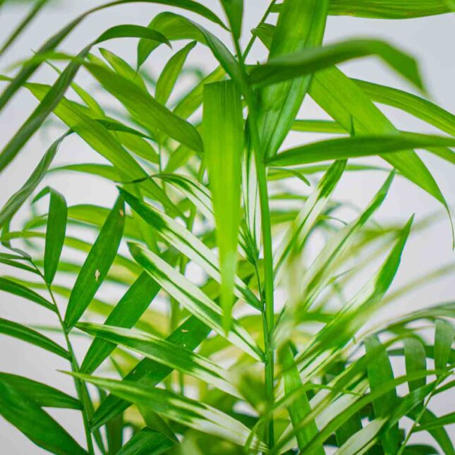 chamedora-variegata-chamaedorea chamedora-variegata-chamaedorea