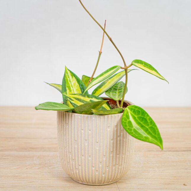 hoya-latifolia-albomarginata hoya-latifolia-albomarginata