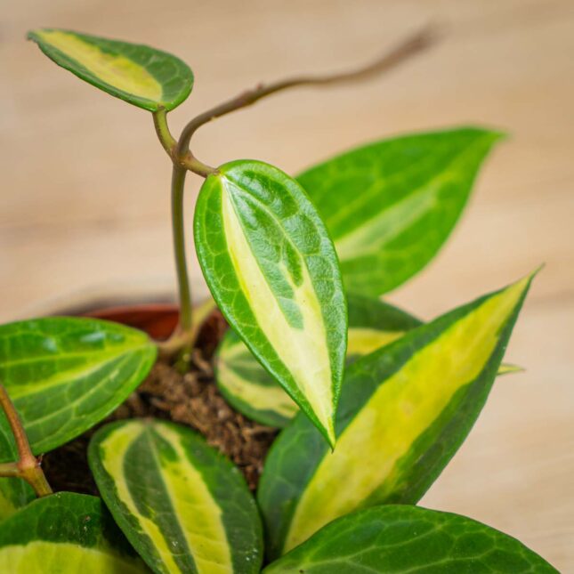 hoya-latifolia-albomarginata hoya-latifolia-albomarginata
