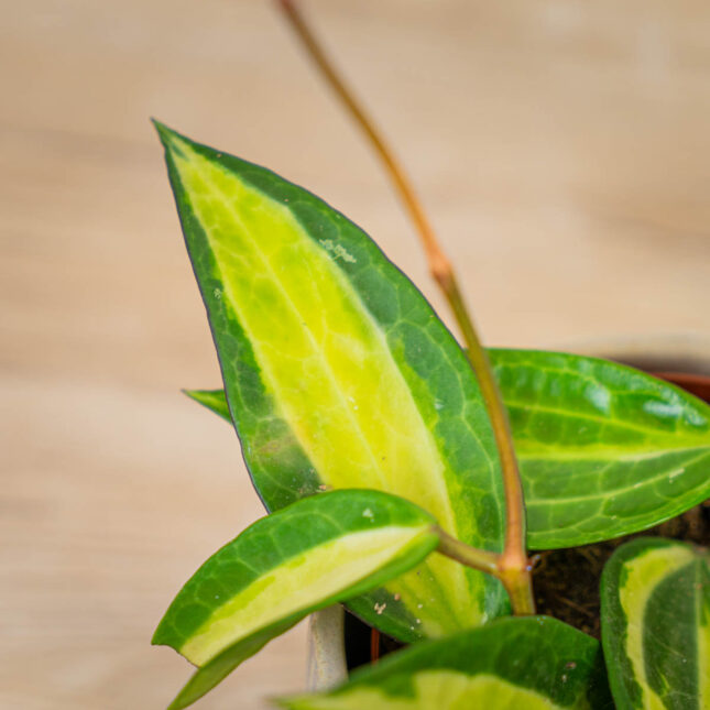hoya-latifolia-albomarginata hoya-latifolia-albomarginata