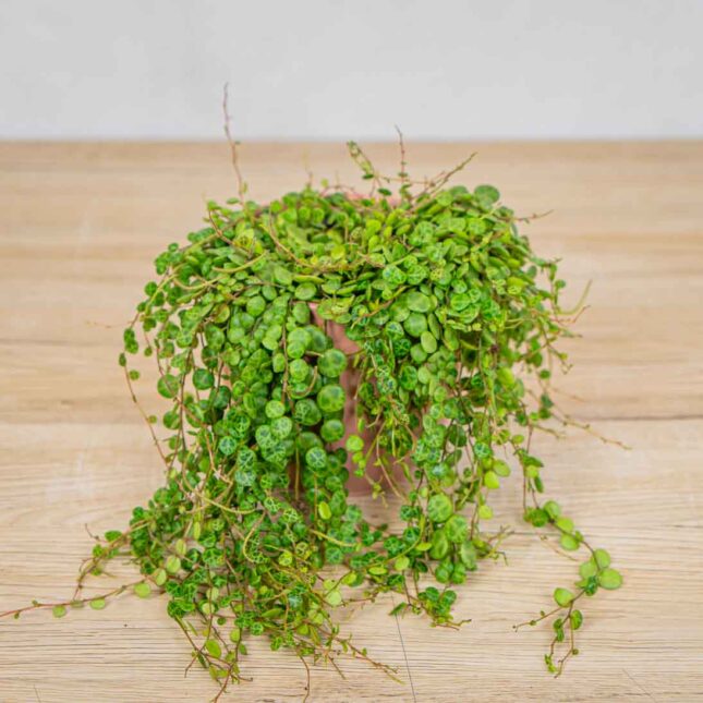 peperomia-prostrata