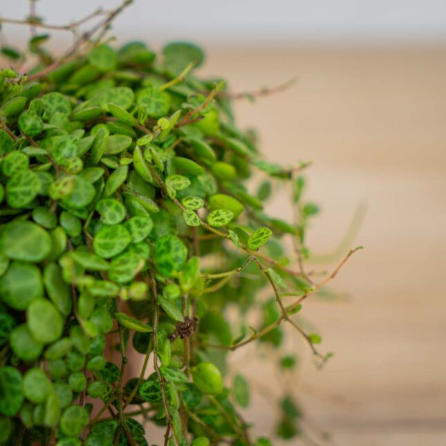 peperomia-prostrata peperomia-prostrata