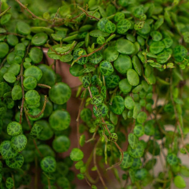 peperomia-prostrata peperomia-prostrata