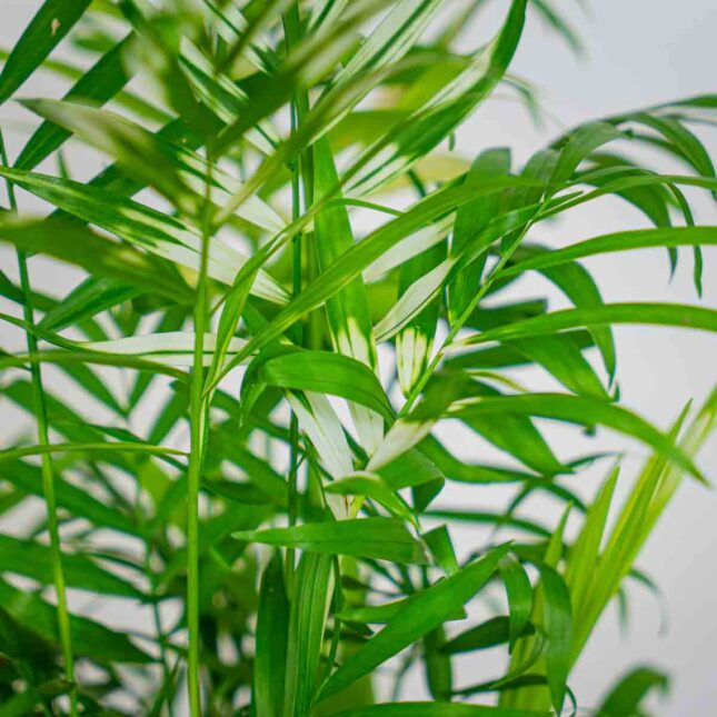 chamedora-variegata-chamaedorea chamedora-variegata-chamaedorea