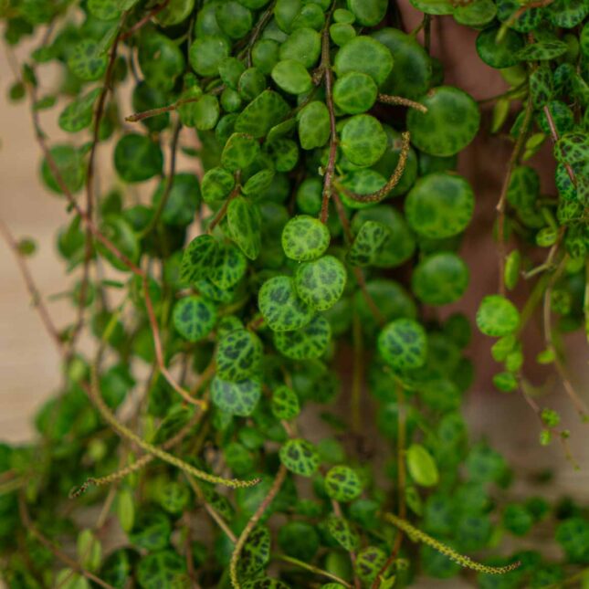 peperomia-prostrata peperomia-prostrata