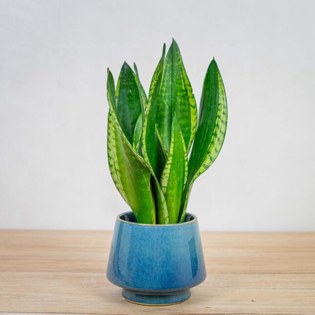 sansevieria-trifasciata-silver-flame