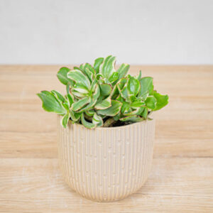 crassula-ovata-money-maker-variegata-grubosz