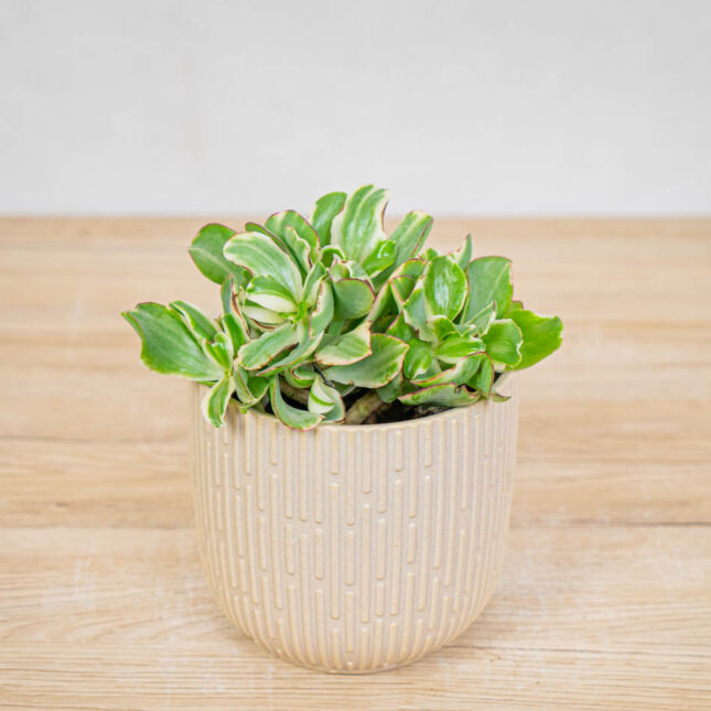 crassula-ovata-money-maker-variegata-grubosz crassula-ovata-money-maker-variegata-grubosz