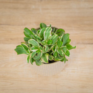 crassula-ovata-money-maker-variegata-grubosz