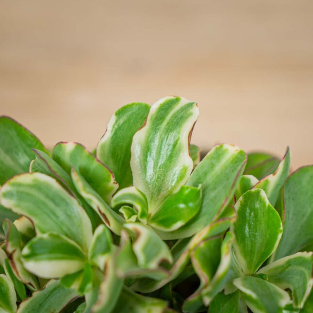 crassula-ovata-money-maker-variegata-grubosz crassula-ovata-money-maker-variegata-grubosz