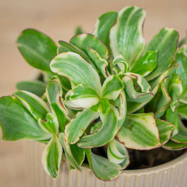 crassula-ovata-money-maker-variegata-grubosz crassula-ovata-money-maker-variegata-grubosz